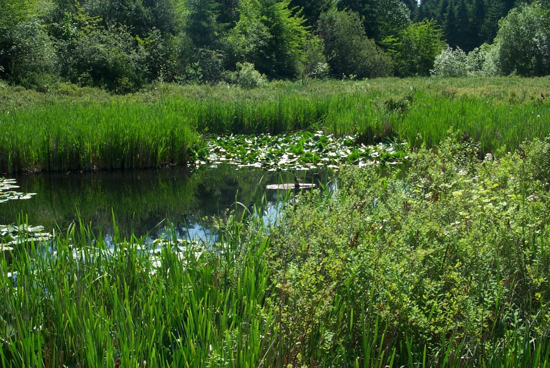 Wetland area