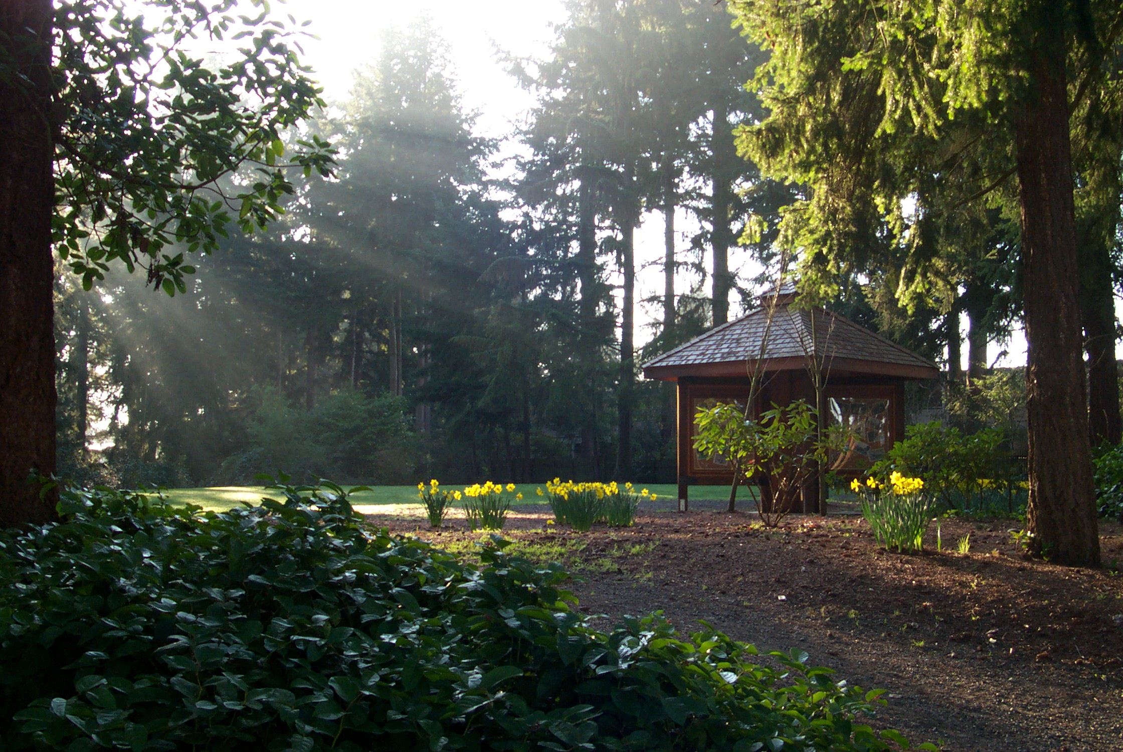 Sunlight coming through the trees and shining on a trail and gazebo
